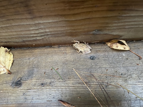 Spring Peeper observed by oldenretriever