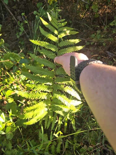 Anchistea virginica observed 2026-10-17