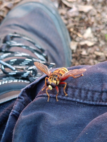 Milesia crabroniformis