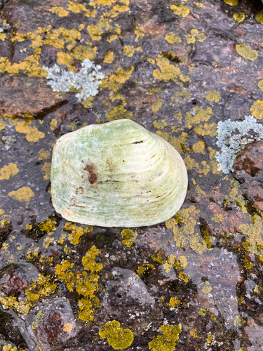 Mya truncata observed 2026-10-17