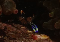 Ancylomenes holthuisi