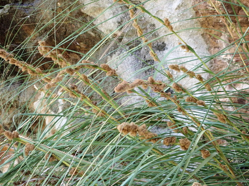 Gahnia trifida observed 2026-10-17