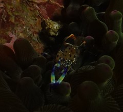 Ancylomenes holthuisi