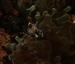 Ancylomenes holthuisi