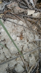 Rhynocoris punctiventris