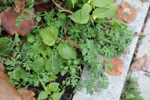 Fumaria officinalis observed 2026-10-17