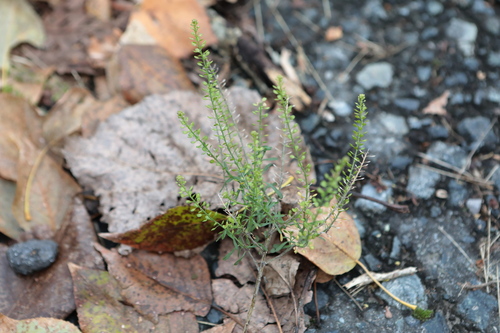 Lepidium densiflorum observed 2026-10-17