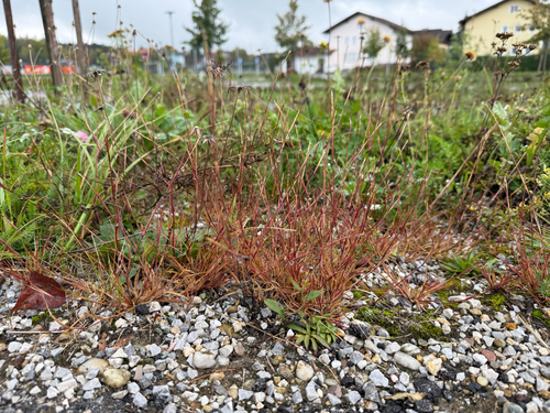 Sporobolus vaginiflorus, 2026-10-14