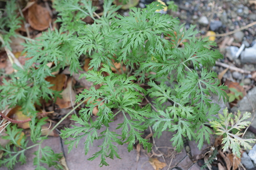 Artemisia sieversiana observed 2026-10-17
