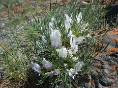 Oxytropis squammulosa
