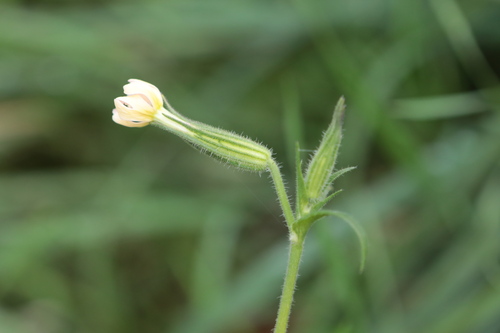 Silene noctiflora observed 2026-10-17