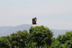 Necrosyrtes monachus