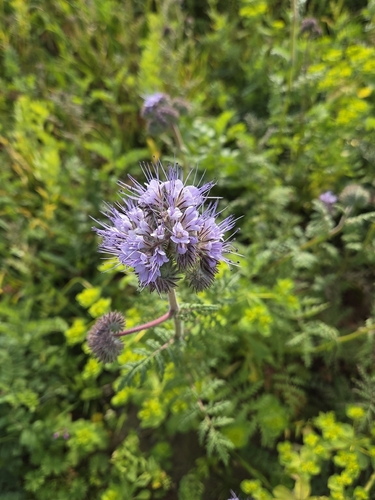 Lacy phacelia
