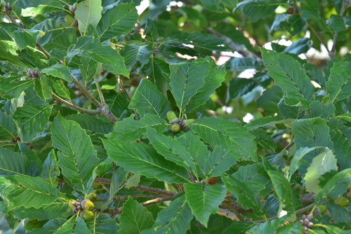 Quercus aliena observed 2026-10-11