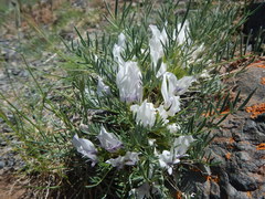 Oxytropis squammulosa