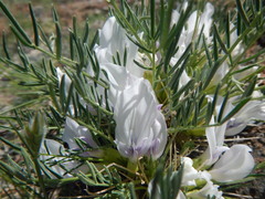 Oxytropis squammulosa