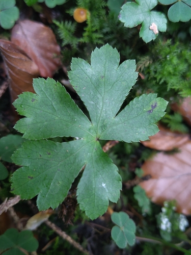 Sanicula europaea observed 2026-10-17