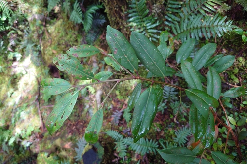 Adinandra observed 2026-10-10