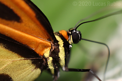 Placidina euryanassa
