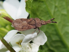 Aradus robustus