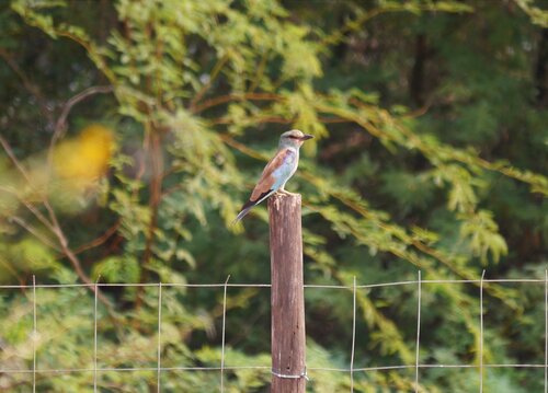 iNaturalist image