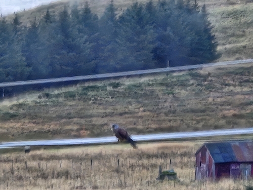 Eurasian Kestrel
