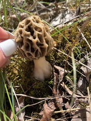 Morchella americana