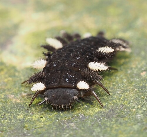 Eumorphus, 2026-10-03