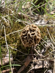 Morchella americana