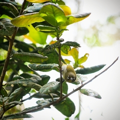 Zosterops ceylonensis