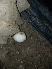 Leucoagaricus meleagris