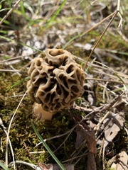 Morchella americana
