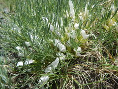 Oxytropis squammulosa