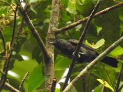 Melaniparus funereus