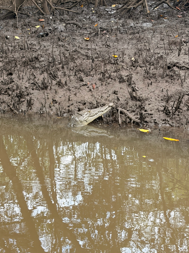 American Crocodile observed by magomeg12