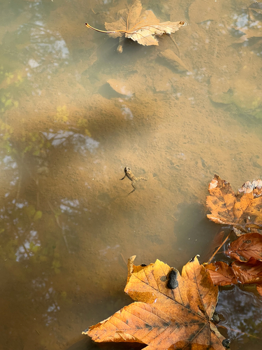 Yellow-bellied Toad