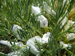Oxytropis squammulosa