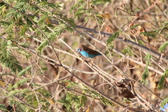 Uraeginthus bengalus