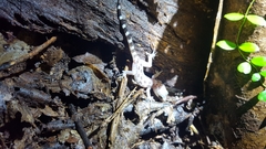 Cyrtodactylus