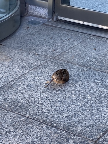 American Woodcock observed by notice-neature