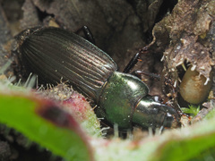 Harpalus distinguendus