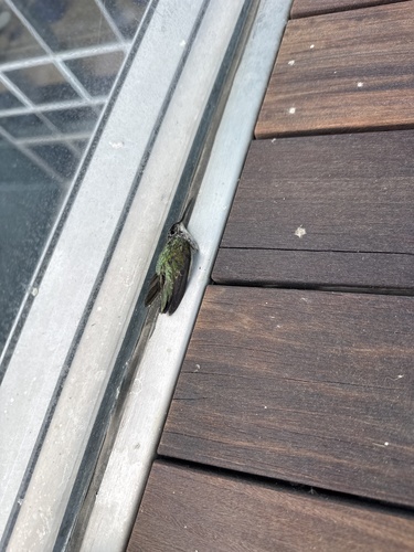 Ruby-throated Hummingbird observed by allisonlynnsloan