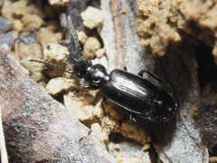 Microlestes