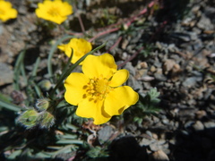Potentilla sericea