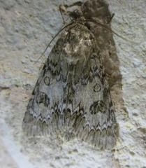 Acronicta rubricoma