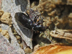 Microlestes