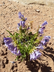 Penstemon strictiformis