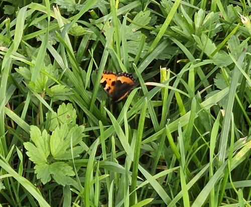 Small Tortoiseshell