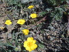 Potentilla sericea