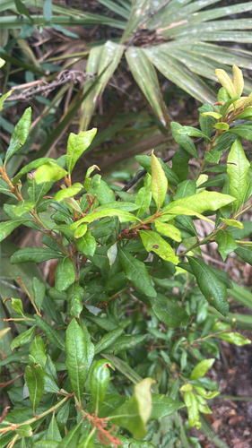 Lyonia ferruginea, 2026-10-17